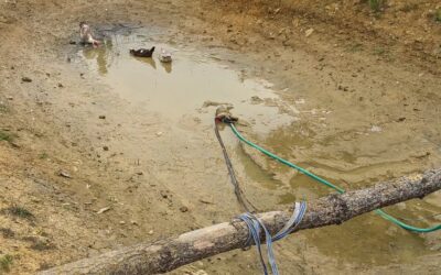 Fully drained the pond of dirty water, then refilled it.
