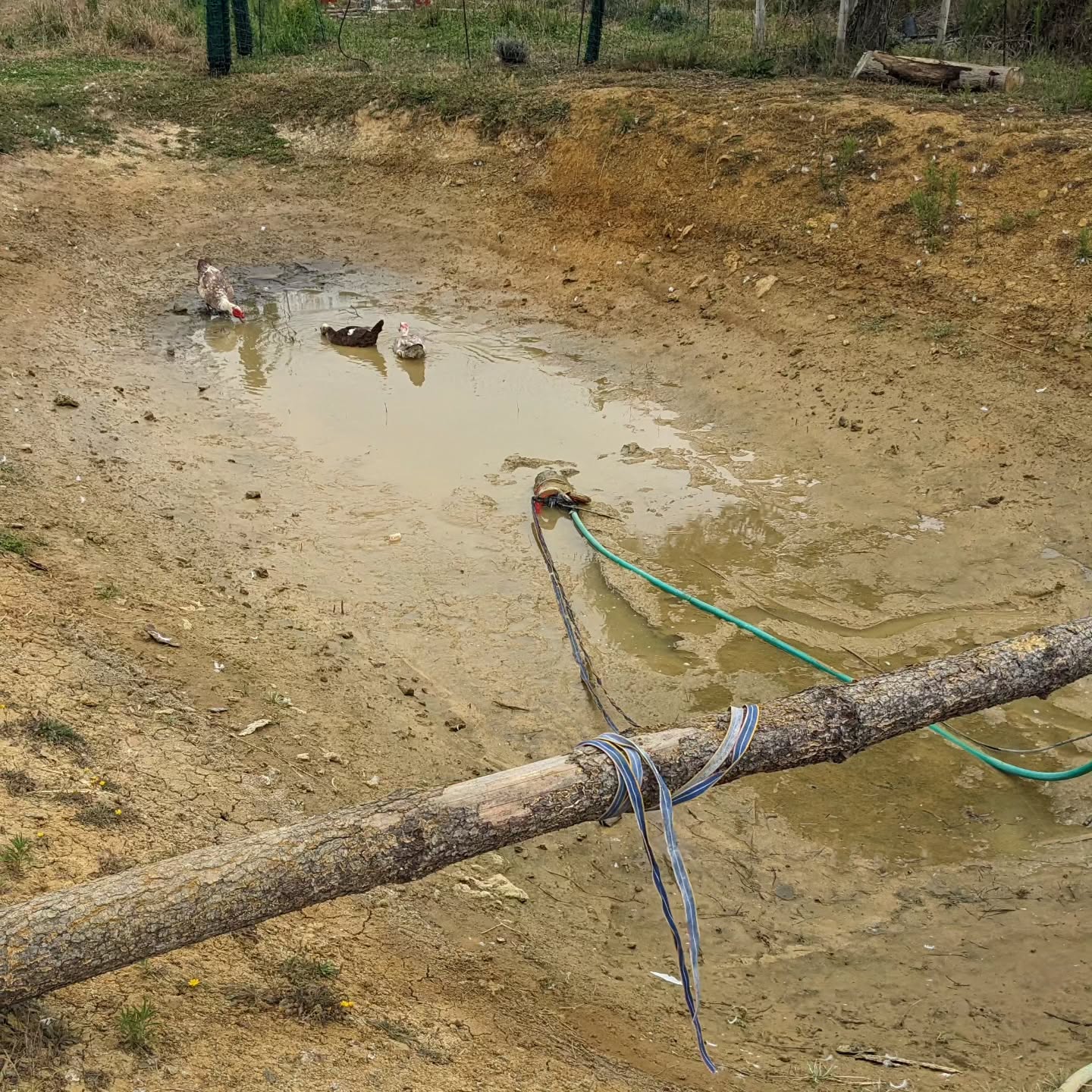 Fully drained the pond of dirty water, then refilled it.