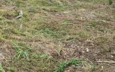 Continuing to mow in #zone2