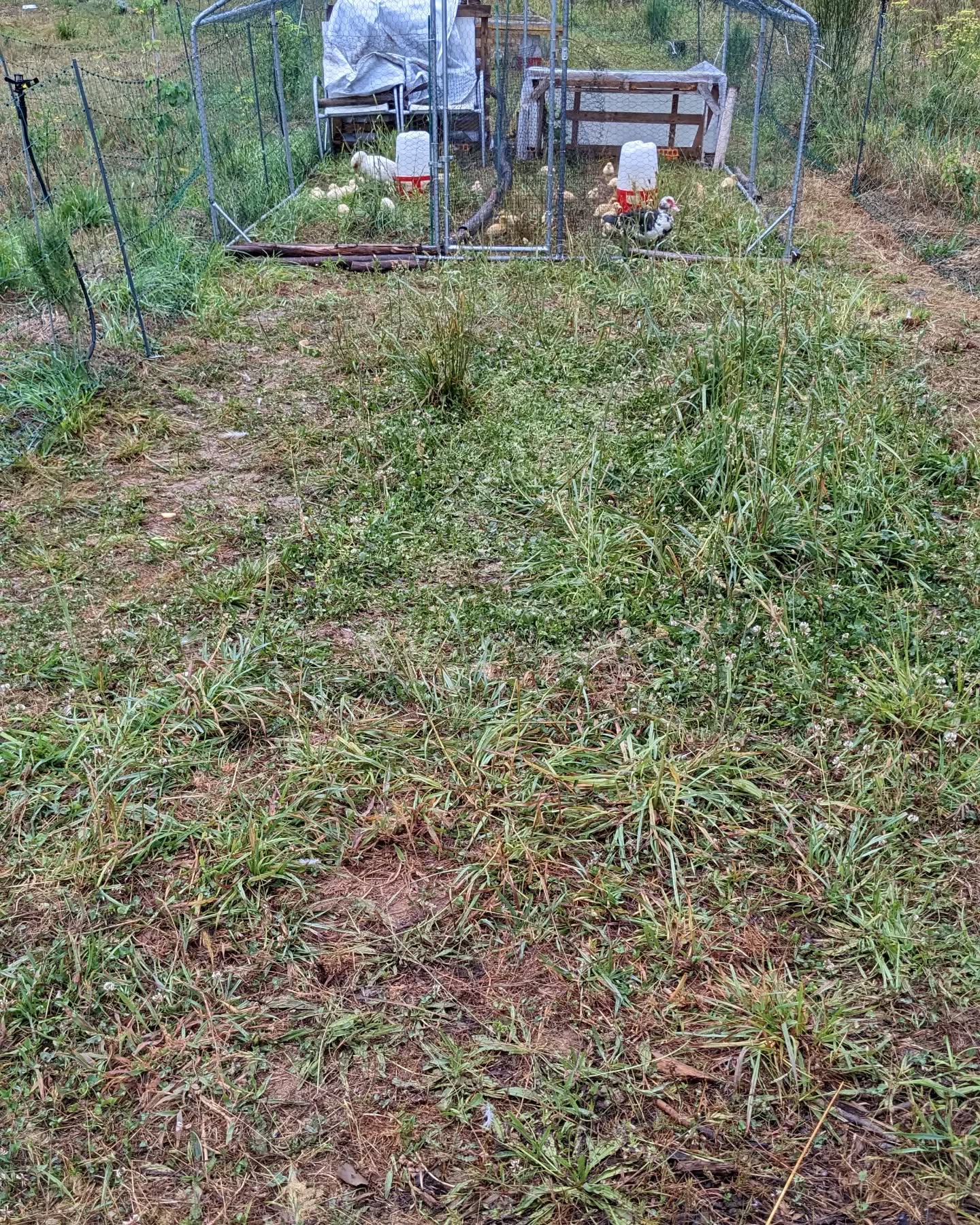Moved the cage with the Muscovy mommas.