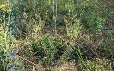 Weeding tree lines in #zone2