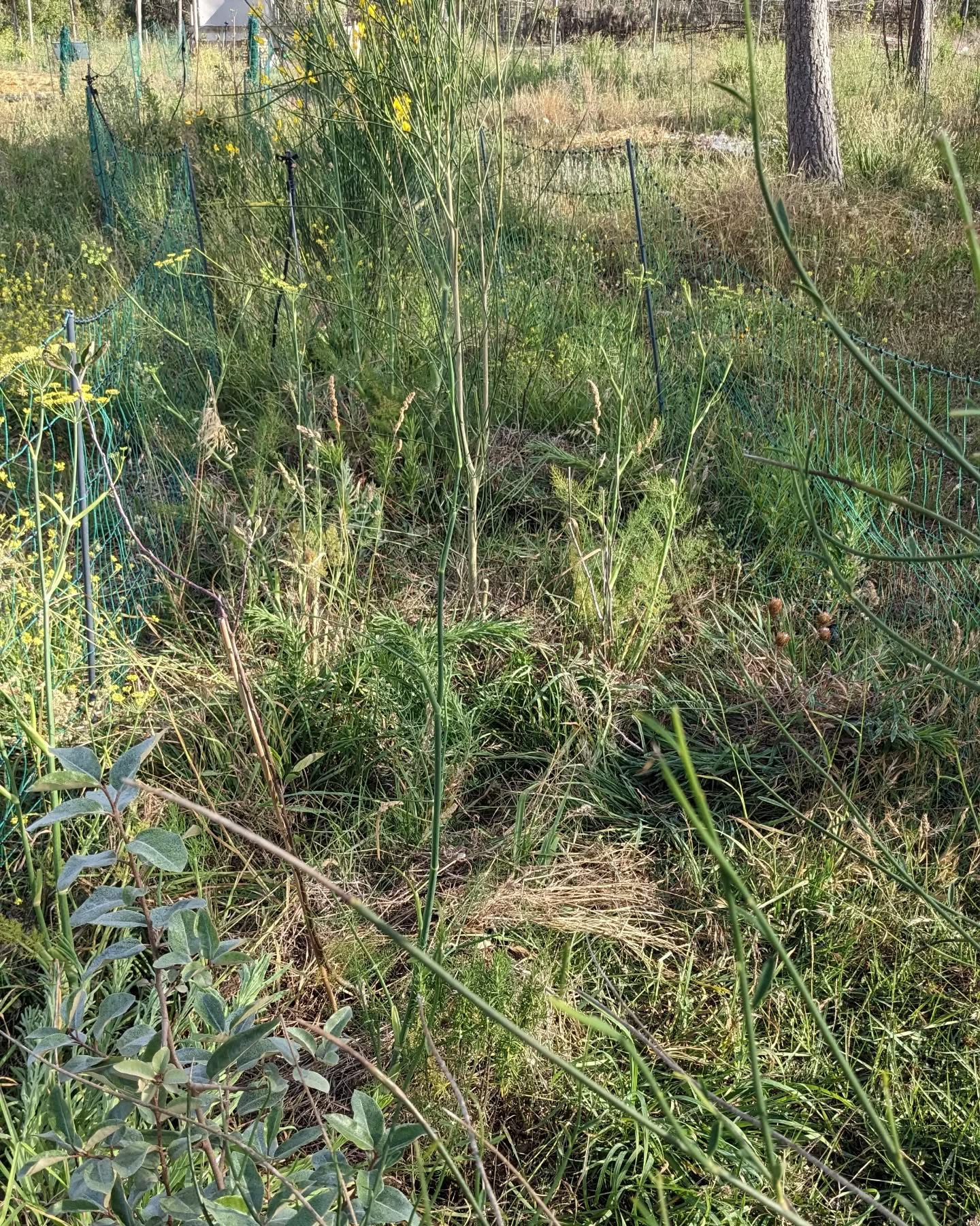 Weeding tree lines in #zone2