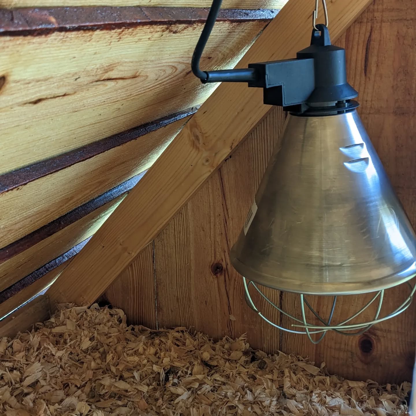 Installed a heat lamp in the outdoor brooder so that the Khaki Campbell ducklings can also spend the night there.
