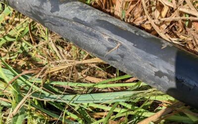 Patching an irrigation tube accidentally touched with the brush cutter. It’s difficult to avoid the tubes in areas with lush growth…