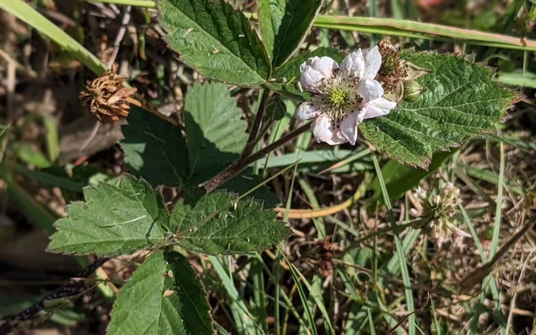 Flowering raspberry.