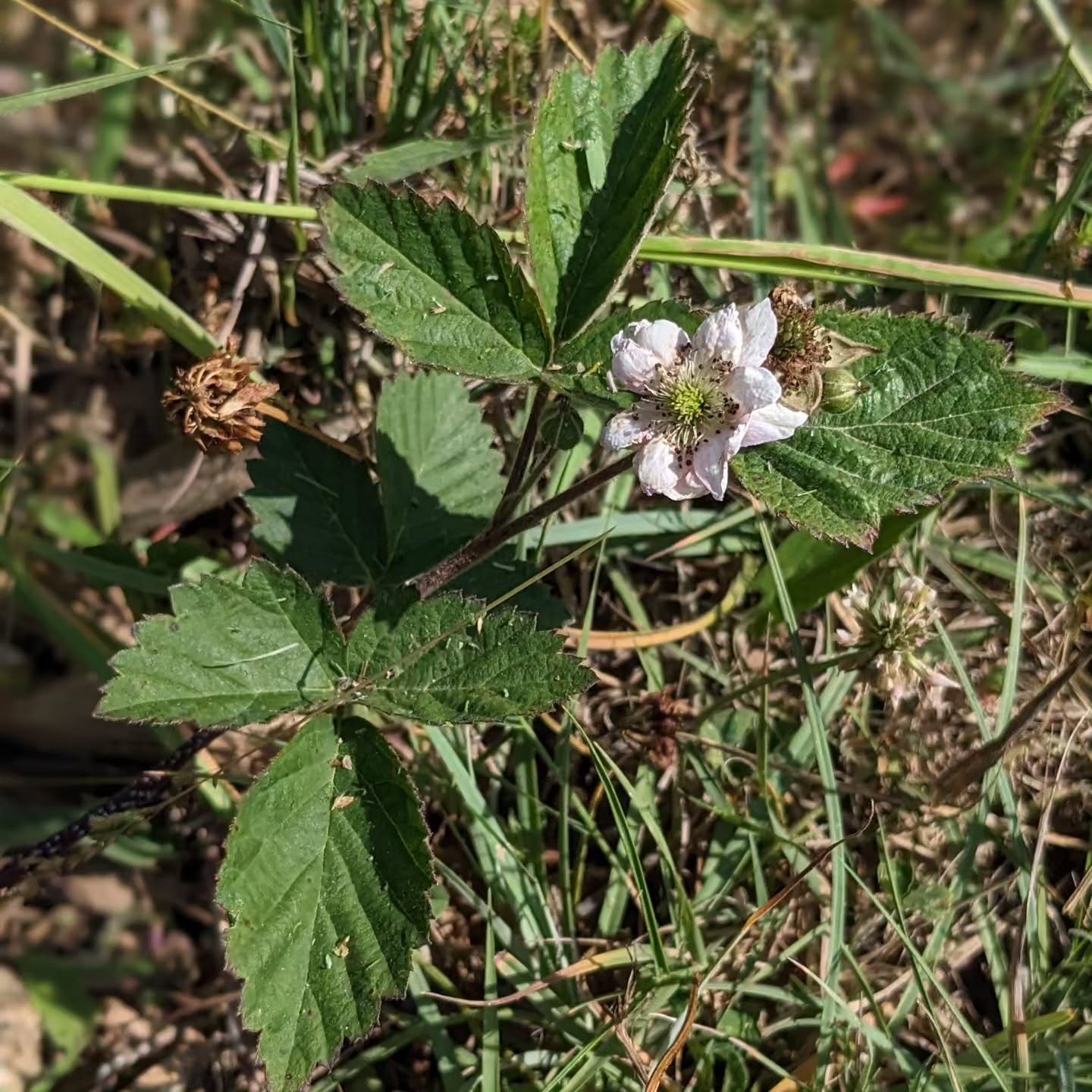 Flowering raspberry.