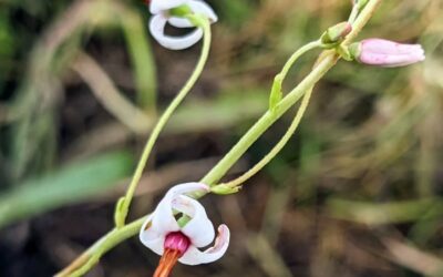 Flowering cranberry (arando).