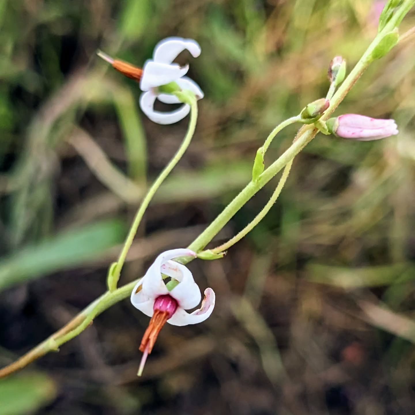 Flowering cranberry (arando).
