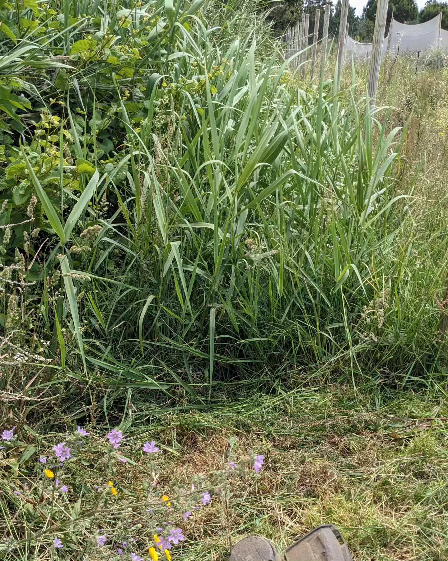 Cleaning the jungle-like growth around the north end of the east fence.