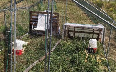 The two Muscovy mommas are now inside this cage for a while, each with its own half.