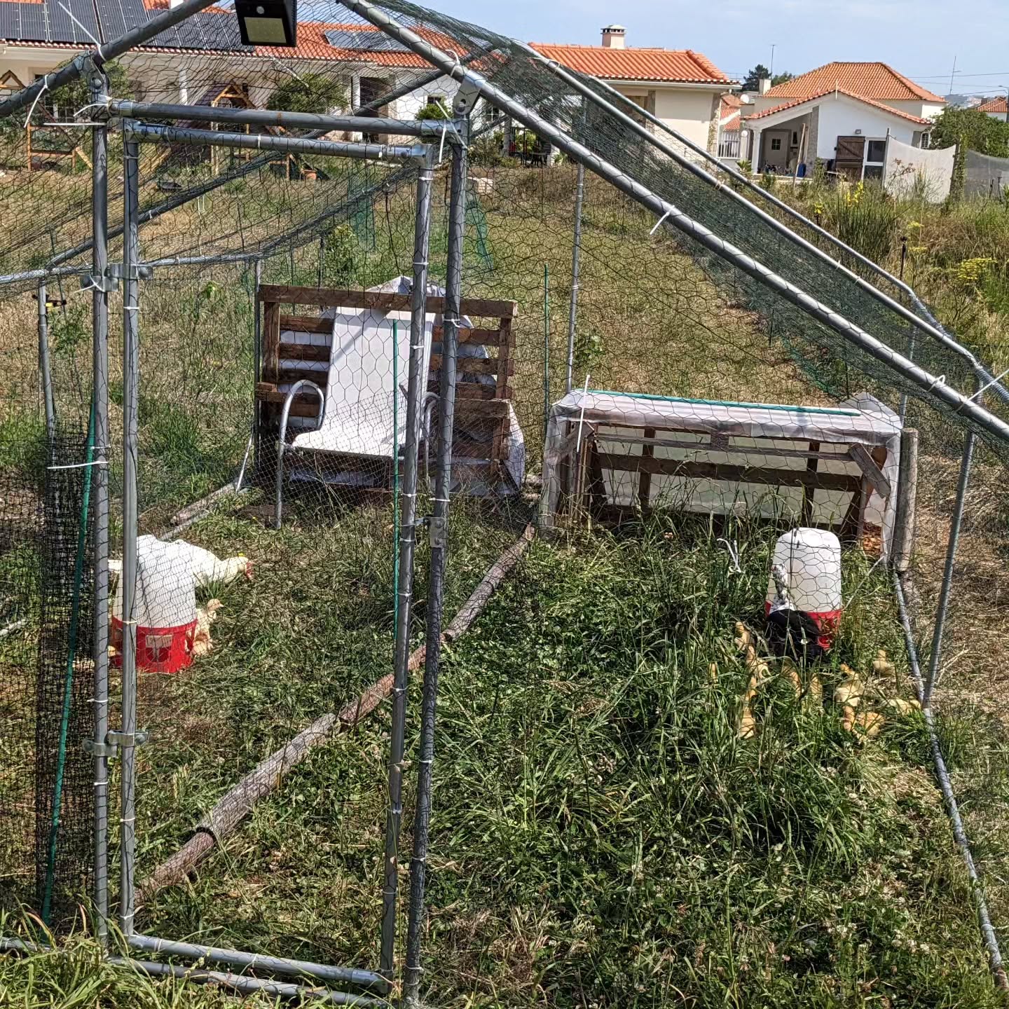 The two Muscovy mommas are now inside this cage for a while, each with its own half.