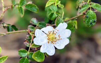 Flowering dog rose (rosa mosqueta).