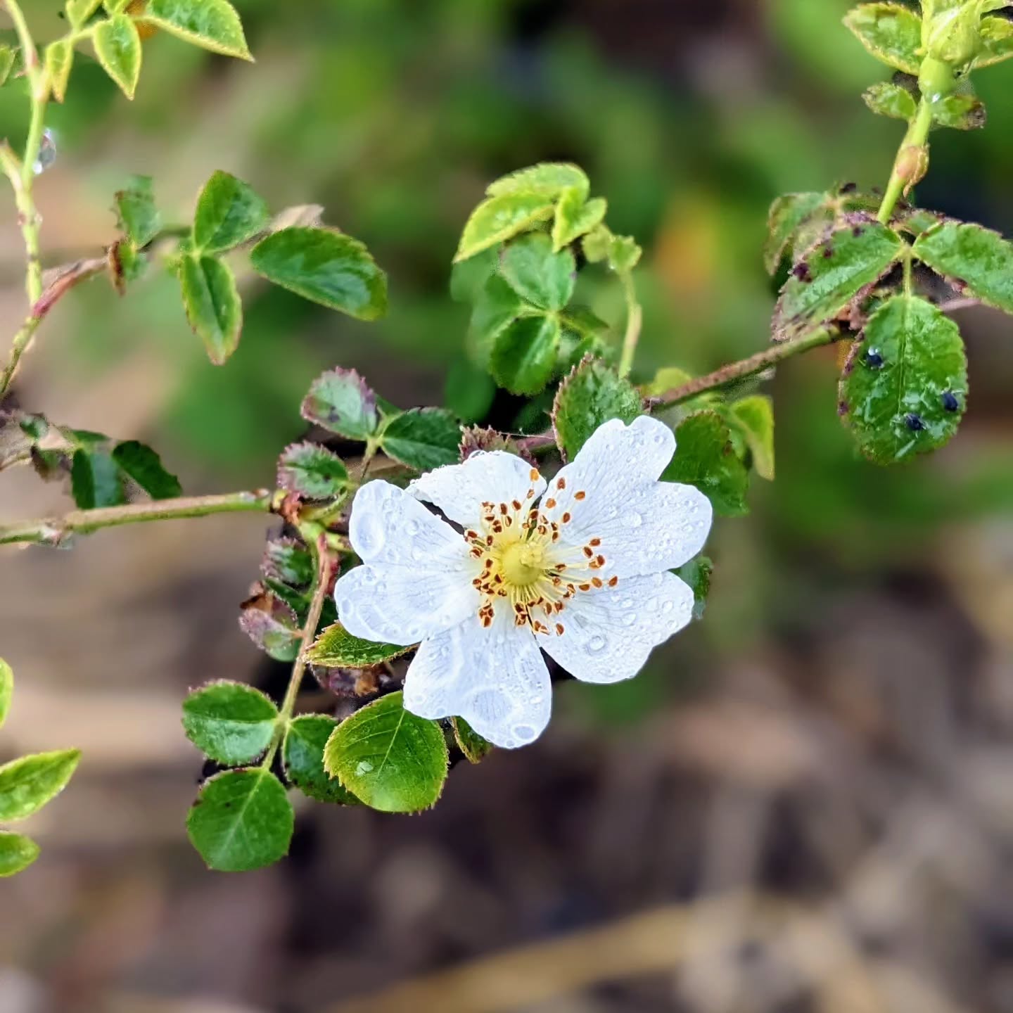 Flowering dog rose (rosa mosqueta).