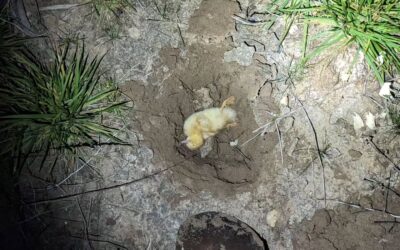 One duckling is gone 😔