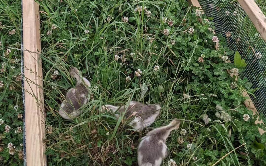 The goslings in their new grazing frame, morning vs evening. They eat a lot of grass!