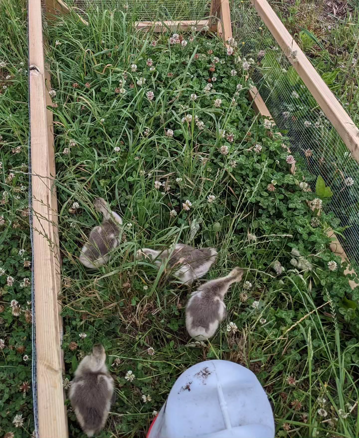 The goslings in their new grazing frame, morning vs evening. They eat a lot of grass!