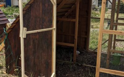 Finishing touches on the new coop: the second door, and a cozy divided space for the two Muscovy mommas.