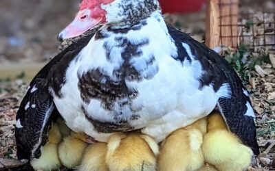 Momma duck keeping everyone warm.