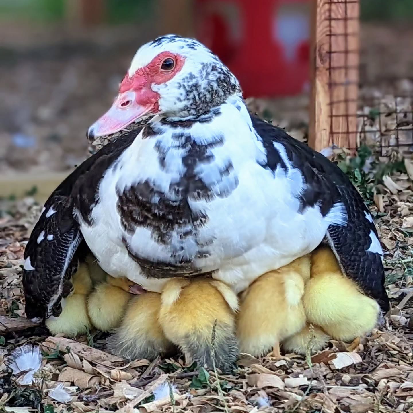 Momma duck keeping everyone warm.