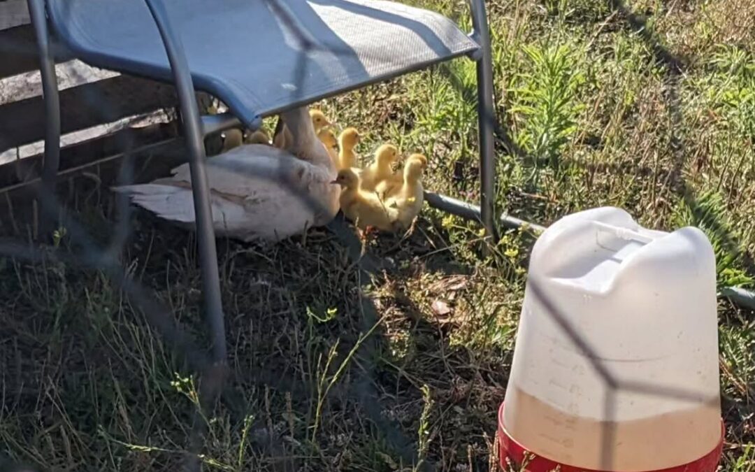 The goslings and the other mama Muscovy spent the day outdoors yesterday.