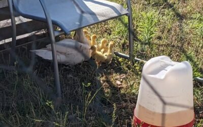 The goslings and the other mama Muscovy spent the day outdoors yesterday.