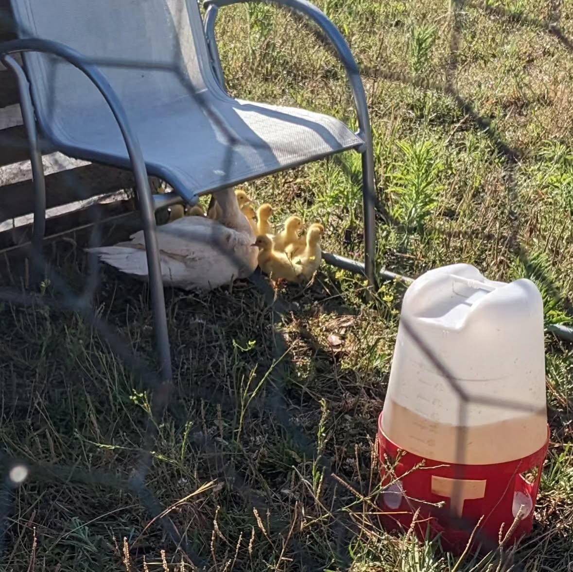 The goslings and the other mama Muscovy spent the day outdoors yesterday.