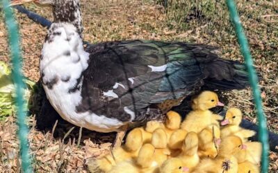 Momma Muscovy took the ducklings out!