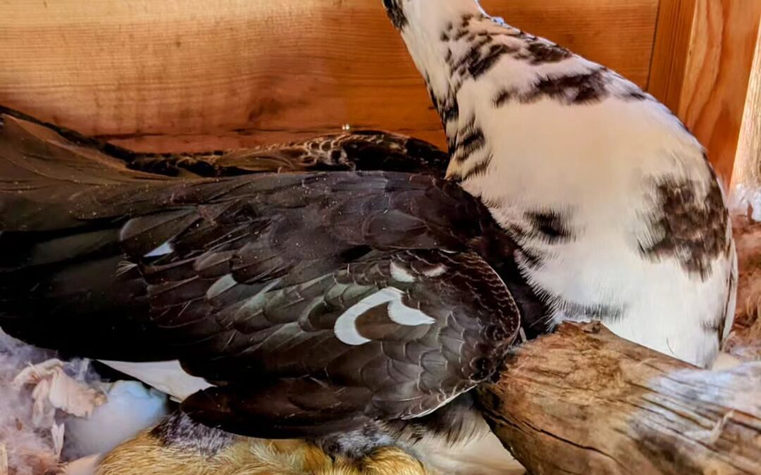 They are starting to hatch!