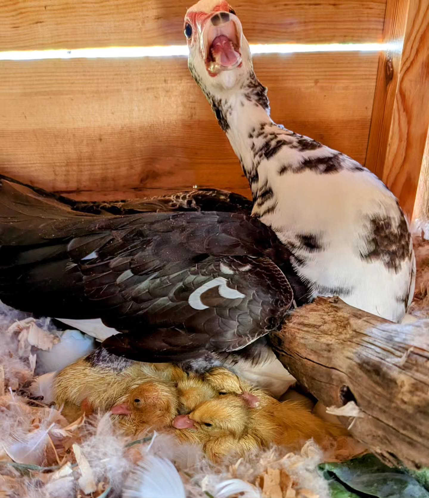 They are starting to hatch!