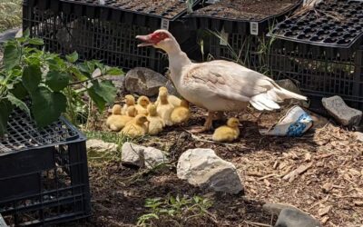 New flock members arrived yesterday: