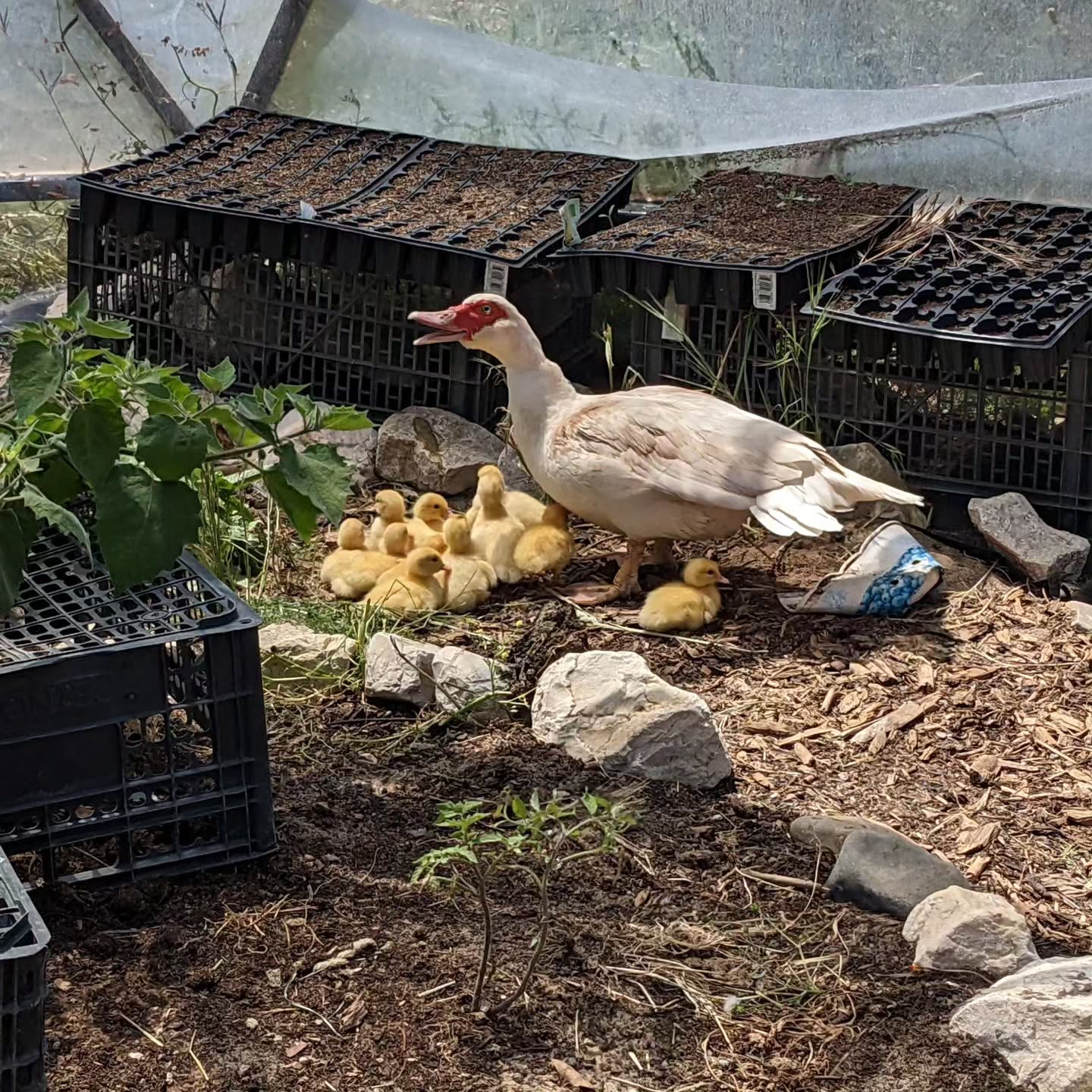 New flock members arrived yesterday: