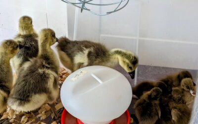 Poultry team growing: 6 Khaki Campbell ducklings joined yesterday.