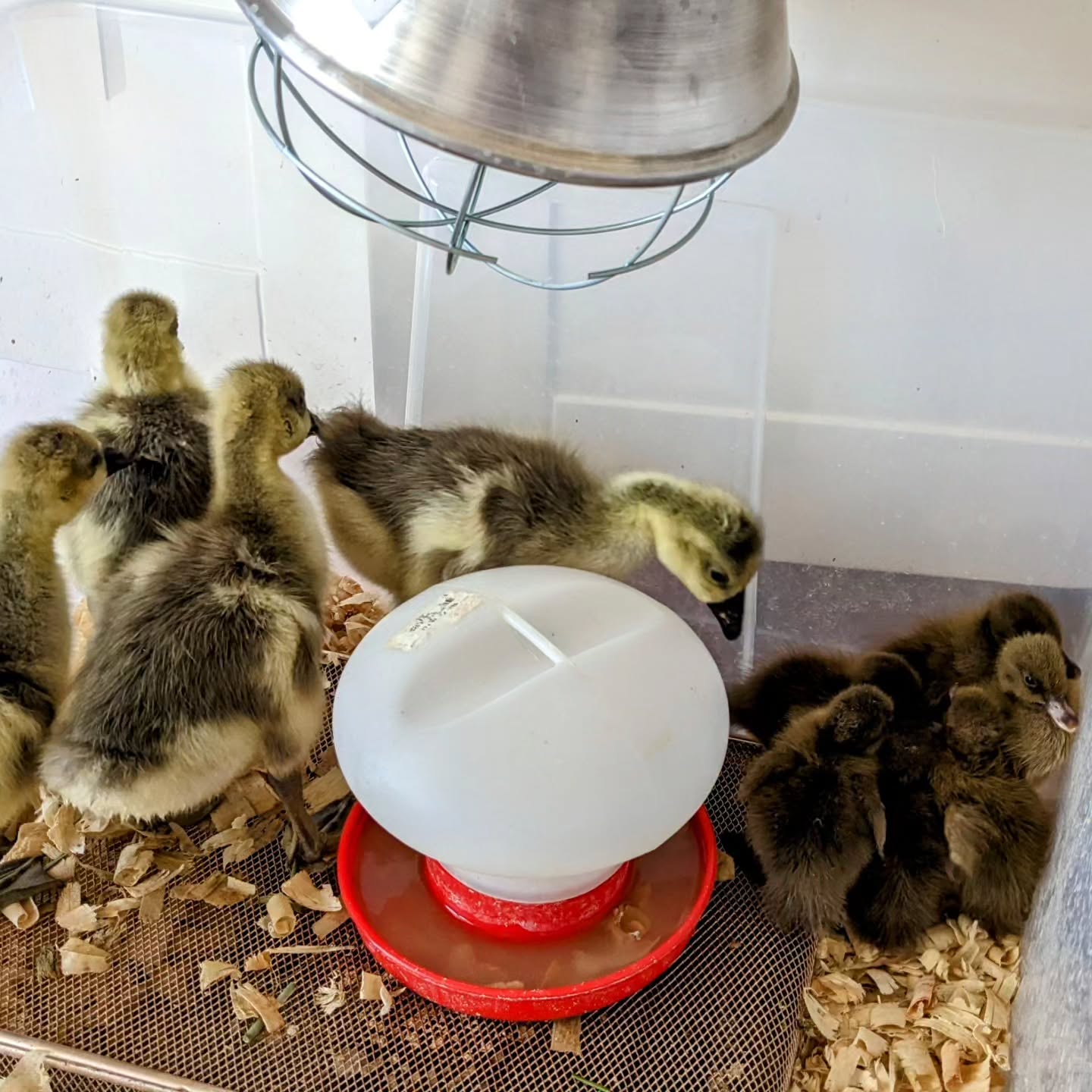 Poultry team growing: 6 Khaki Campbell ducklings joined yesterday.
