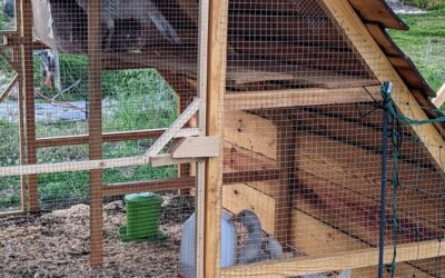 Achievement unlocked: two different animal species spending the night in the same coop.
