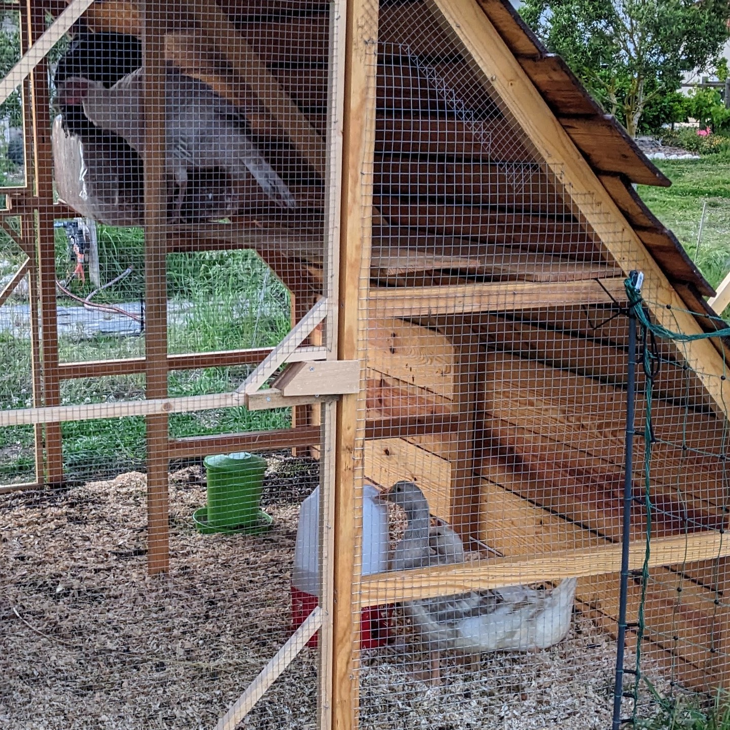 Achievement unlocked: two different animal species spending the night in the same coop.