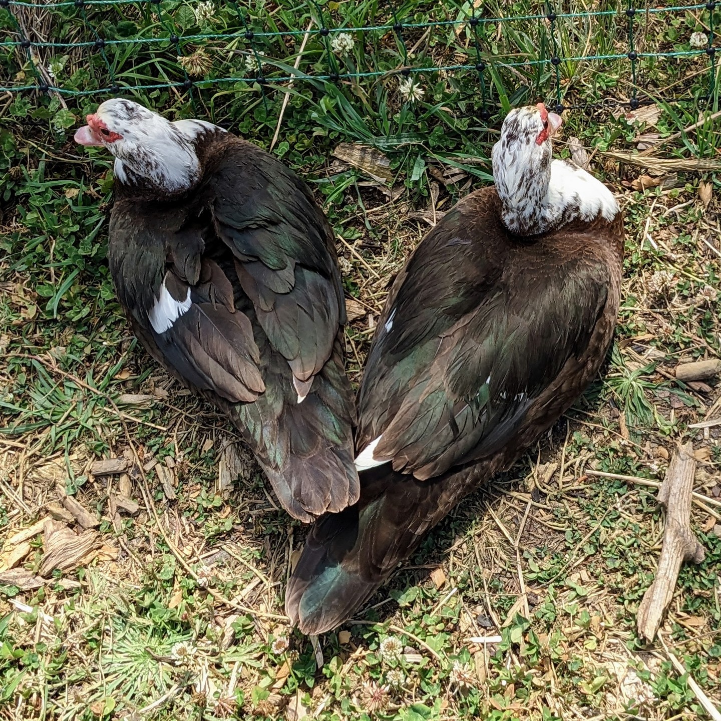 Duck love❤️