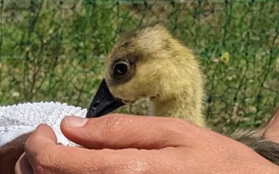 The goslings seem to love the water, but still struggling to get dry. It was the perfect excuse to hold them for a bit and give them a soft rub.