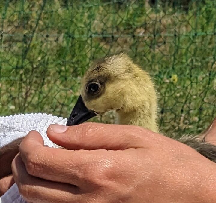 The goslings seem to love the water, but still struggling to get dry. It was the perfect excuse to hold them for a bit and give them a soft rub.