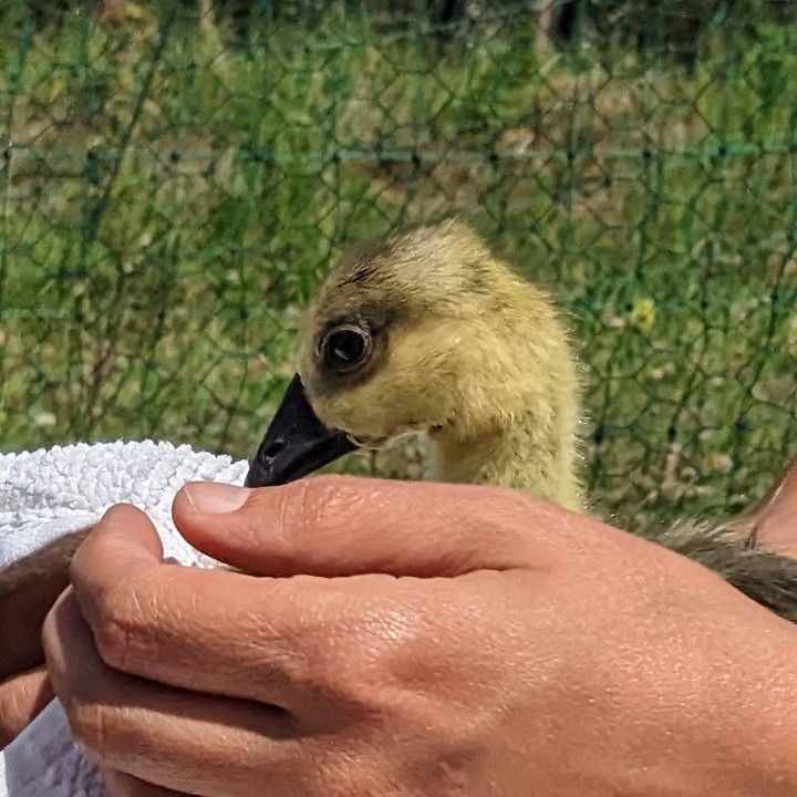 The goslings seem to love the water, but still struggling to get dry. It was the perfect excuse to hold them for a bit and give them a soft rub.