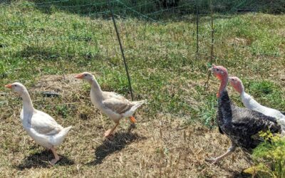 The hierarchy games begin. Turkeys vs Toulouse geese.