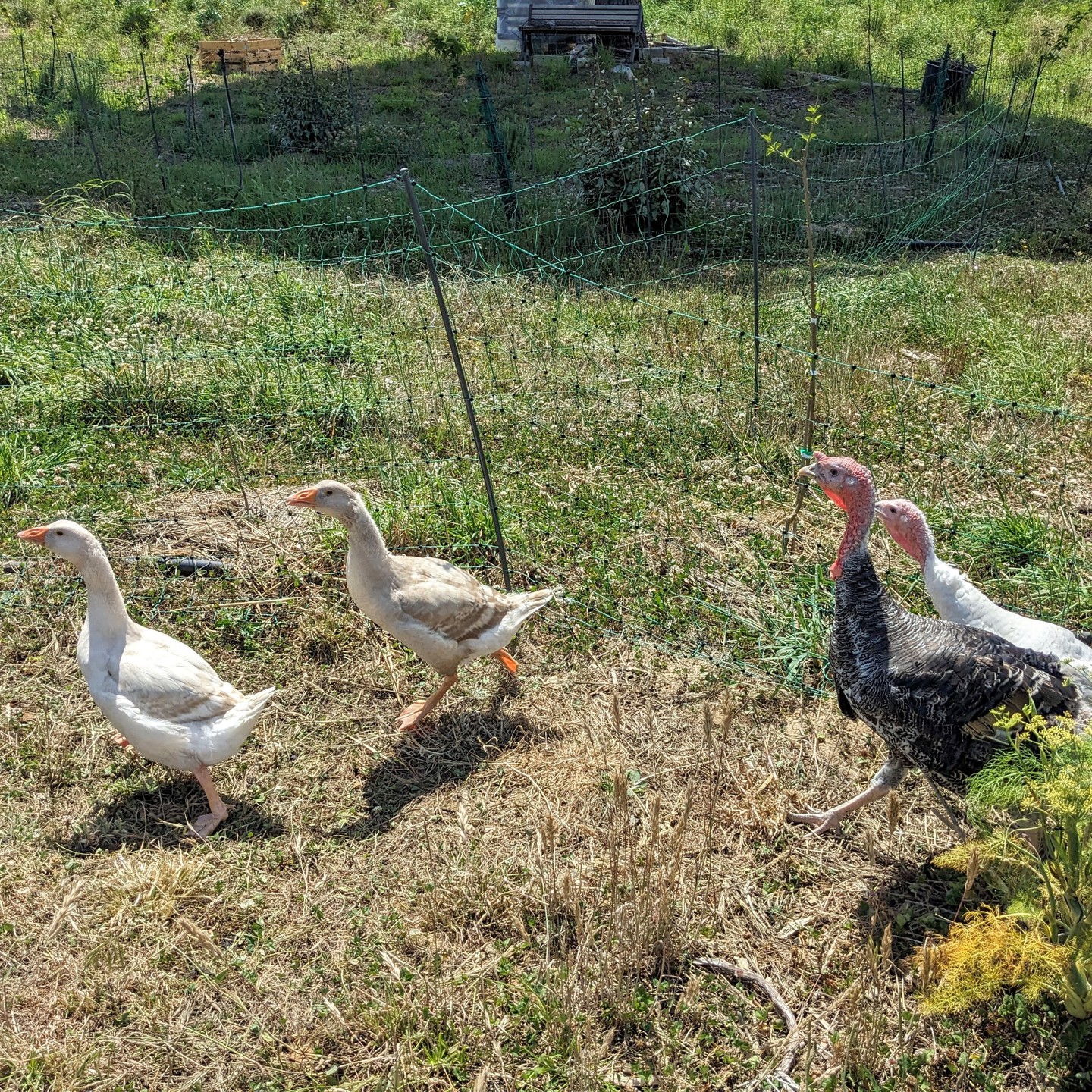The hierarchy games begin. Turkeys vs Toulouse geese.