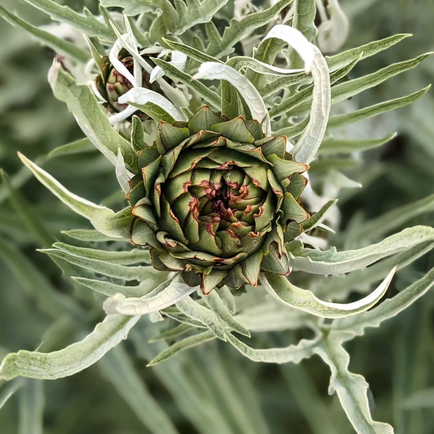 Such a beautiful flower.