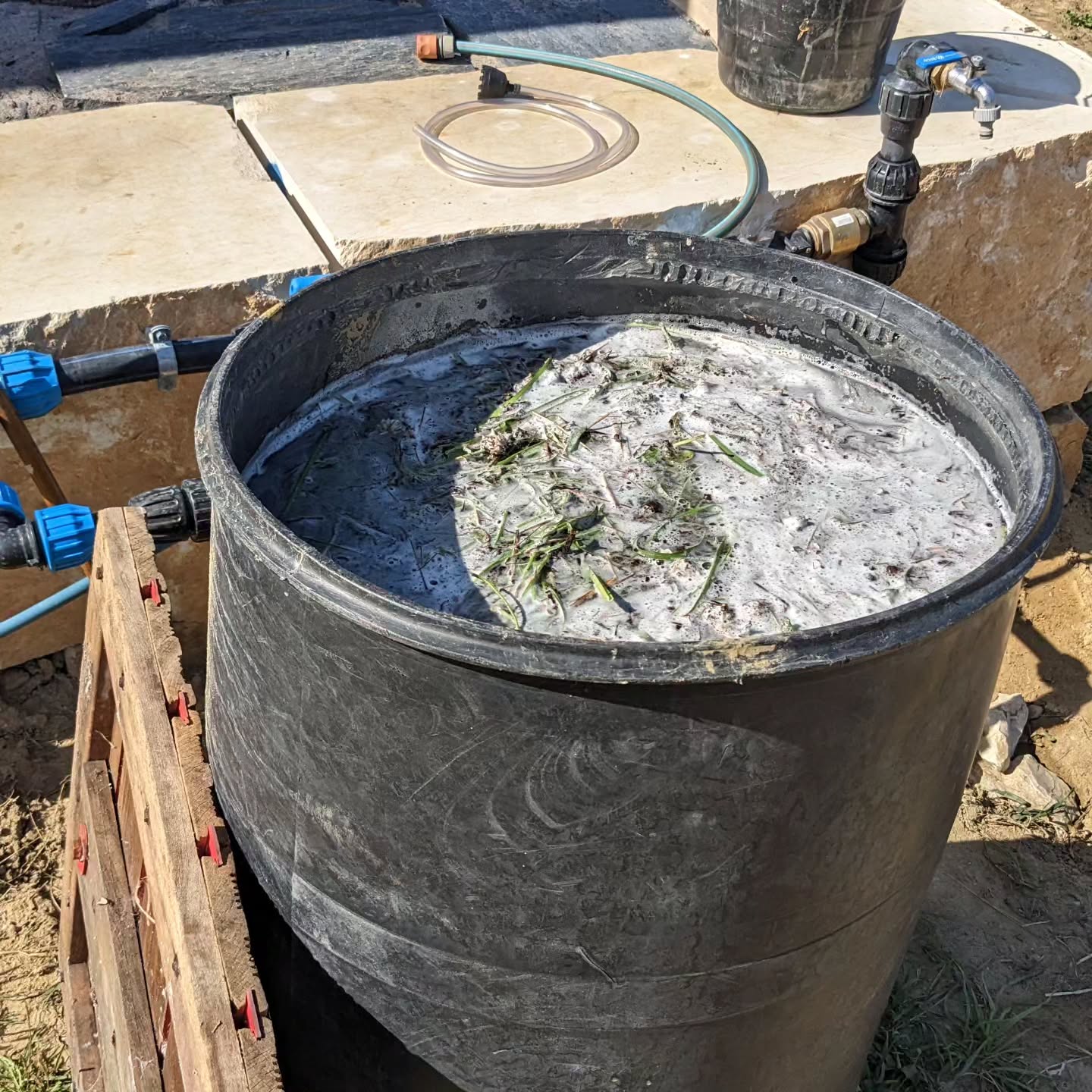 Mixed up a batch of JADAM microbial solution (JMS).
