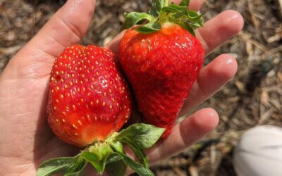 Tasty, juicy, just picked strawberries. Grown with sun, soil, water and love.