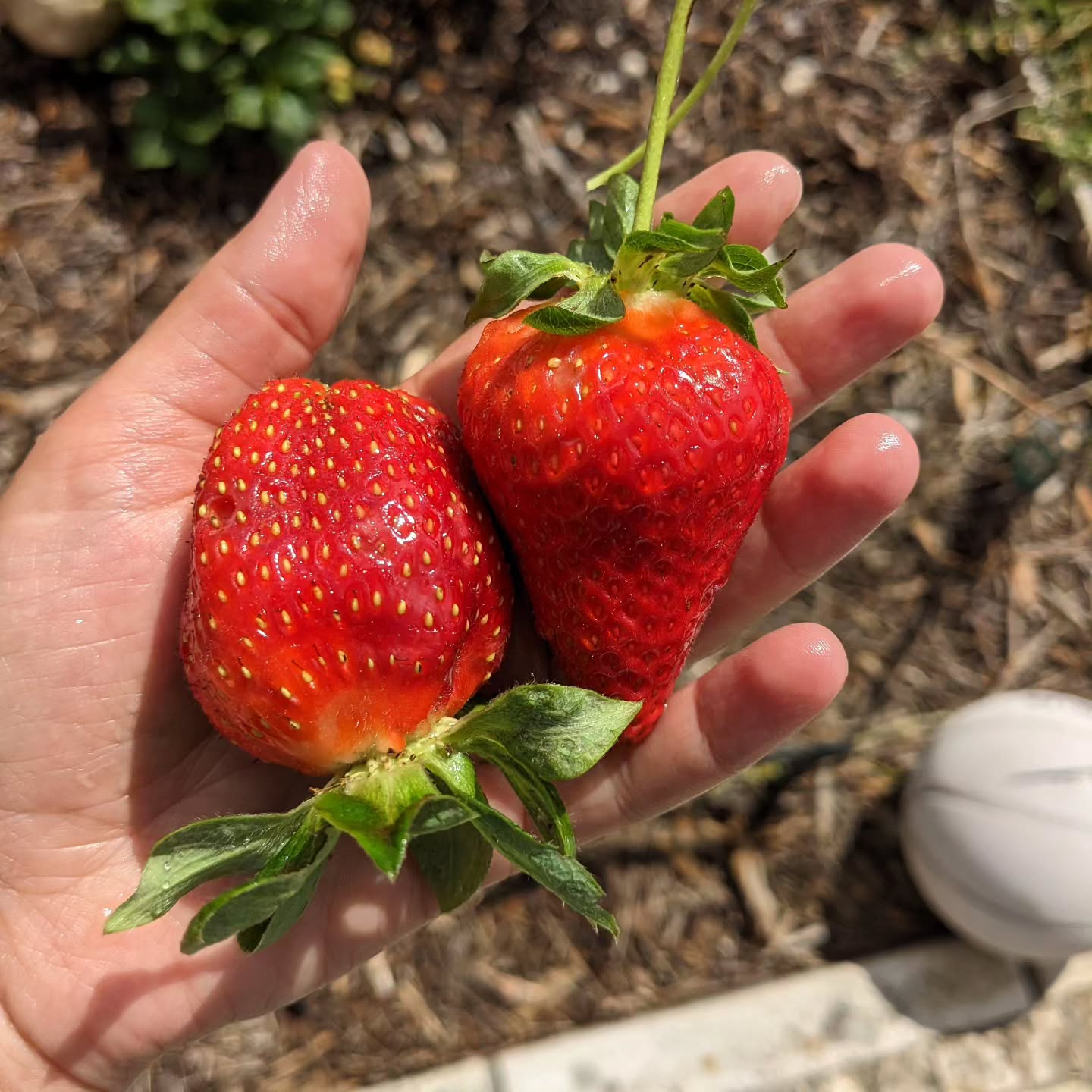 Tasty, juicy, just picked strawberries. Grown with sun, soil, water and love.