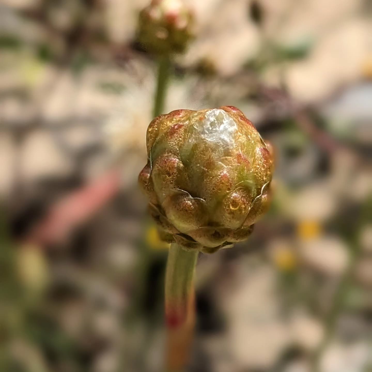 Is it an alien?