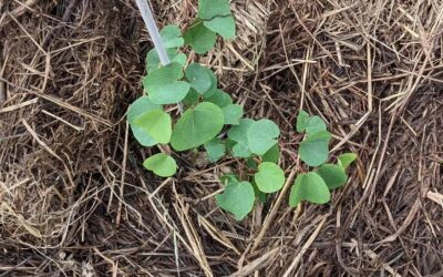 #weeding and #mulching on the east swale berm