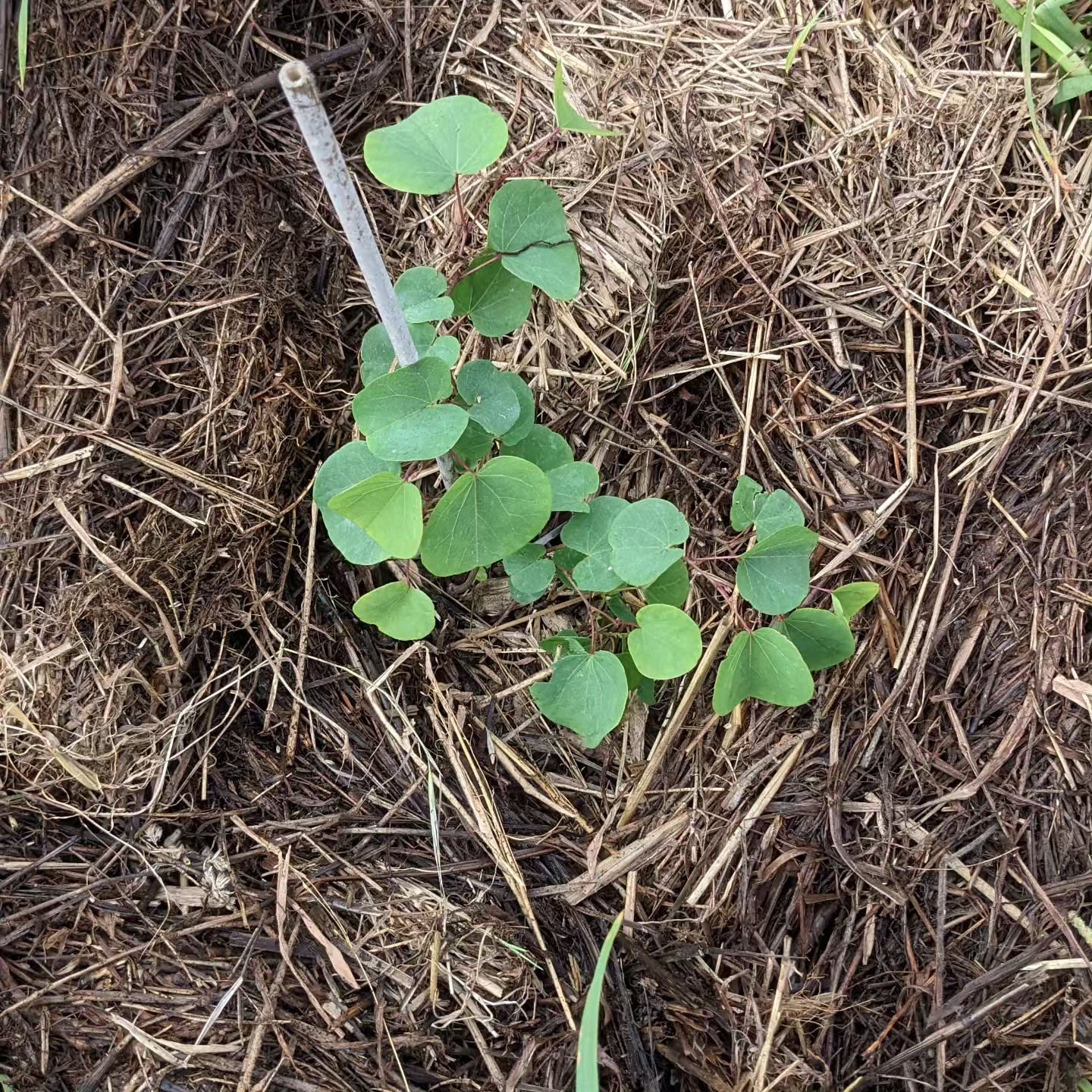 #weeding and #mulching on the east swale berm