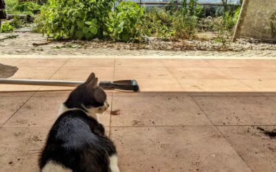 A cat visiting our garden. Seems like it feels like home.