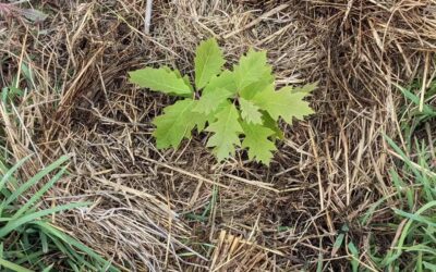 #weeding and #mulching in #zone3
